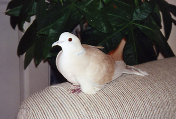 Delight posing - such a pretty bird